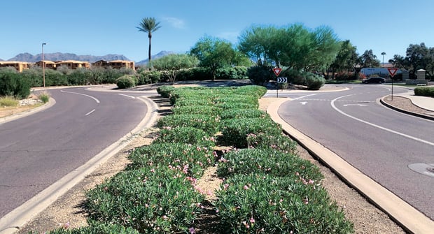 According to the contractor, this statement cactus was a special request from the client. LandCare sourced the 25-foot-tall cactus locally to create a scenic entrance. (Photo: LandCare)