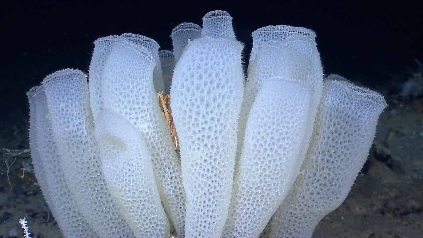 A glass sponge that is also known as Venus' flower basket and offers a skeleton with a surprisingly strong grid structure