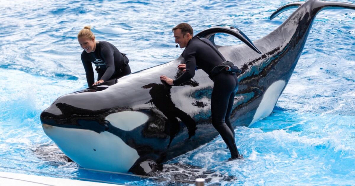 Seaworld is in front of Osha money