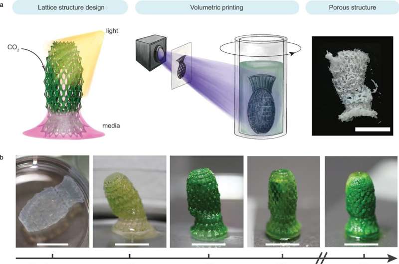 Digital production of Photosynthetic residential structures for double carbon binding. Credit: Nature Communications (2025). DOI: 10.1038/S41467-025-58761-Y A building material that lives and stores carbon