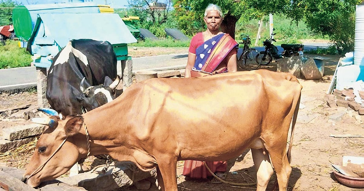Milk of mother's hard work: girl beats new heights