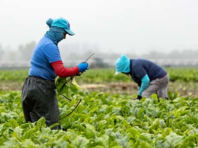 Agricultural workers tend to get plants while wearing clothes to protect them from the sun