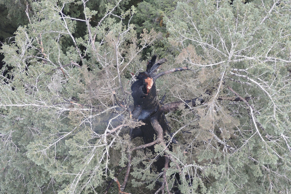 A fire burns one of the highest trees in the world near the coast