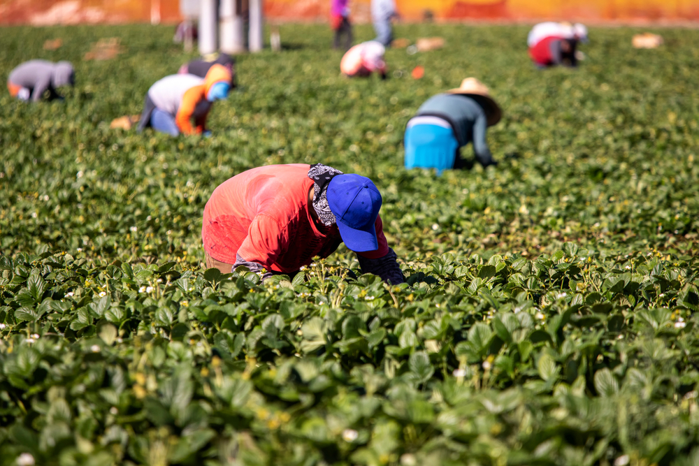 Cal/Osha calls on employers to protect employees from heat diseases