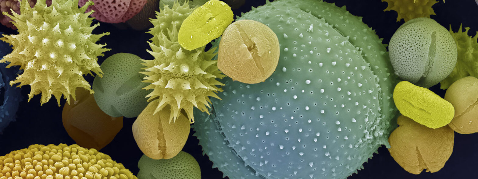 Use pollen to do paper, sponges and more