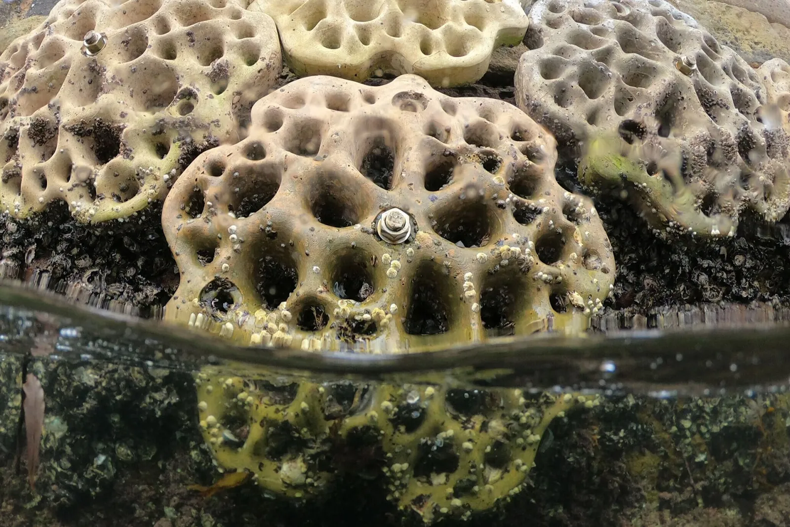 3D printed living wall and bioshwerters revive Sydeys Marine Life 3 Sydney's 3D printed residential wall