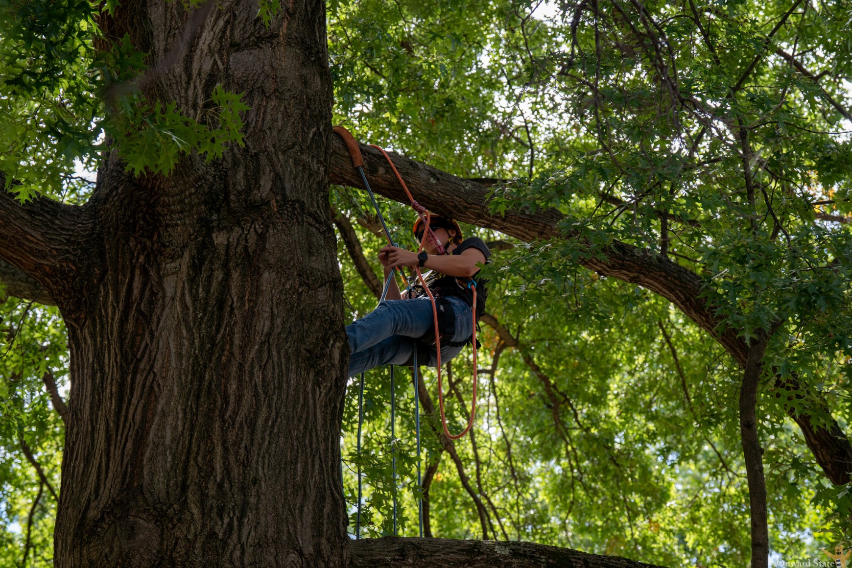 Demolations: A look at the tree climbing class from Penn State
