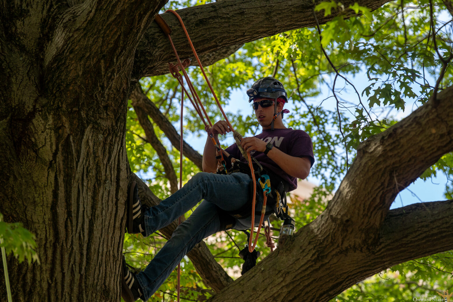 Demolations: A look at the tree climbing class from Penn State