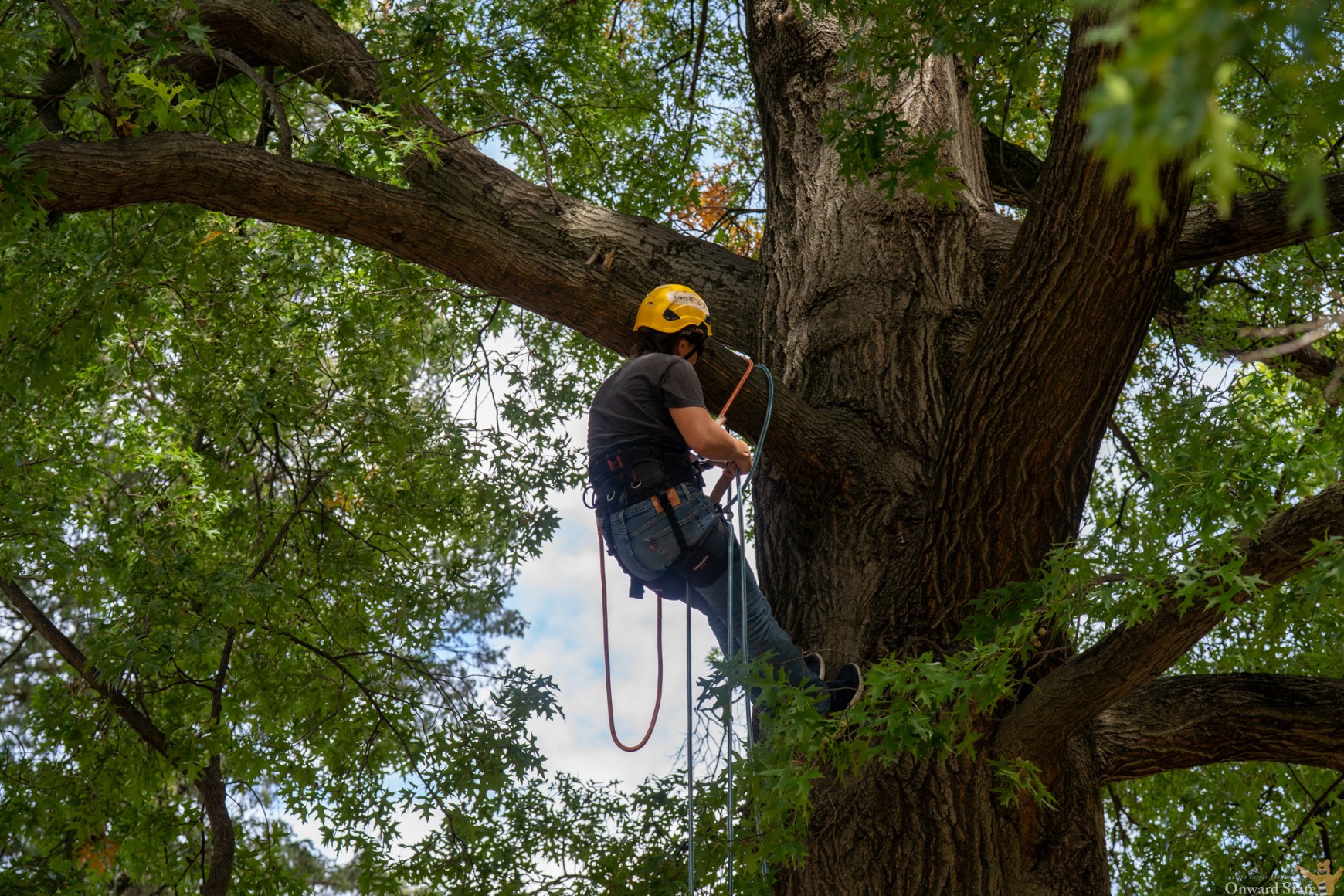 Demolations: A look at the tree climbing class from Penn State