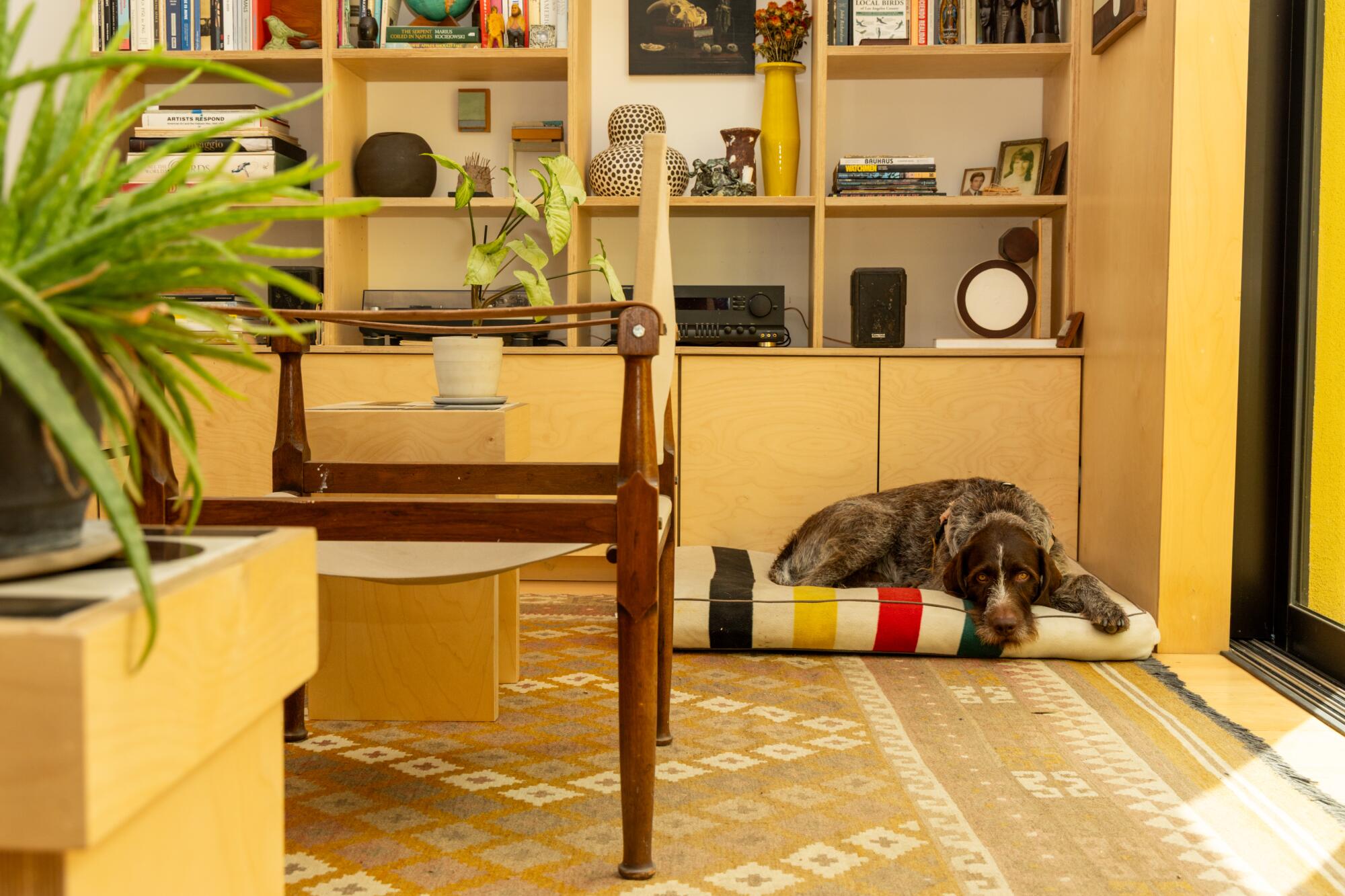 A dog rests on a colorful dog bed in the living room.