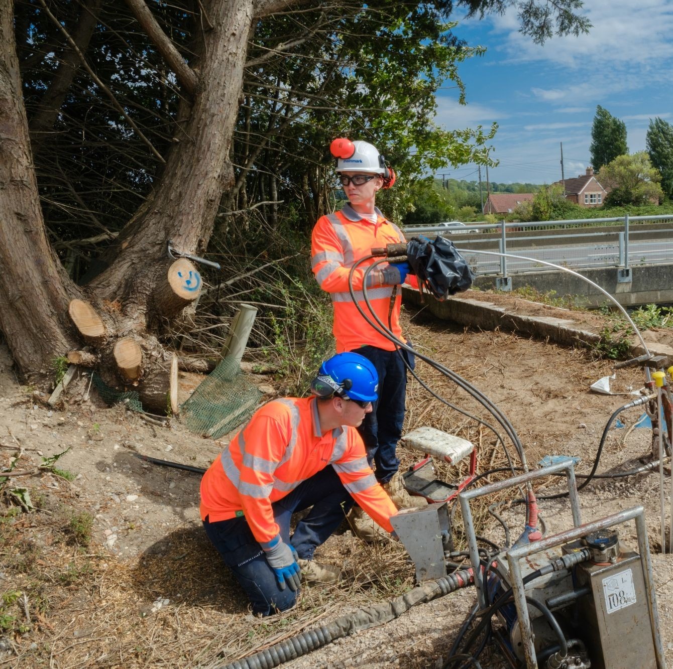 Mast year for trees signals the need for sustainable soil management in urban development