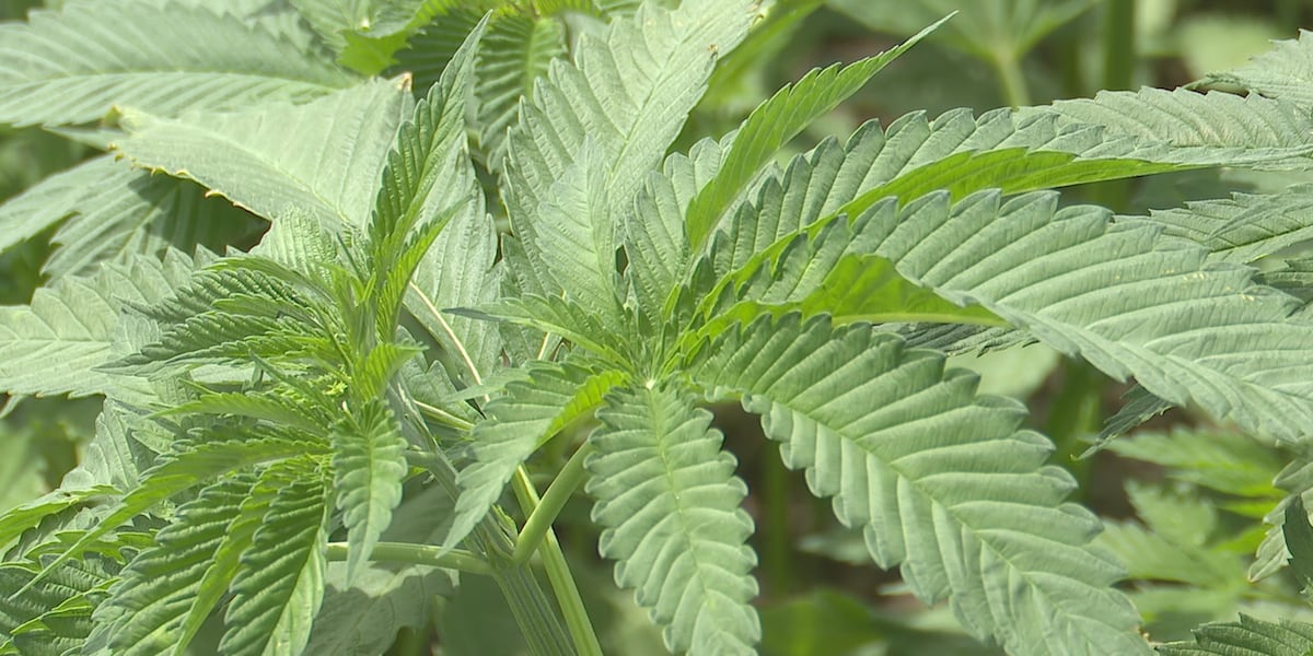 SD hemp farmers respond to strict restrictions on THC in hemp-based products